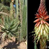 Aloe caesia  (South Africa) available 10.5cm and 12-14cm Ø